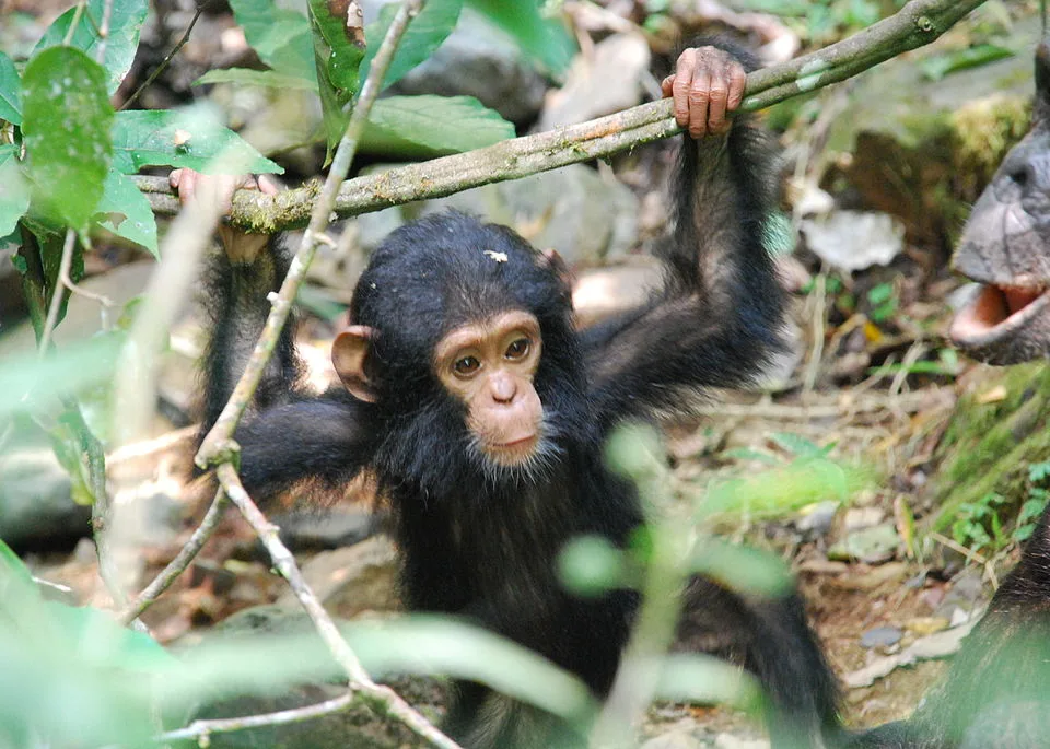 Gombe Stream National Park-Tanzania