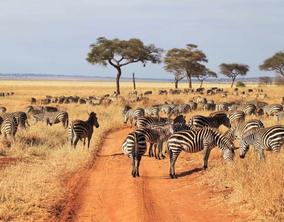 Tarangire National Park