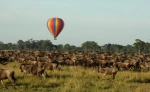 4 Days Tanzania Safari Tour