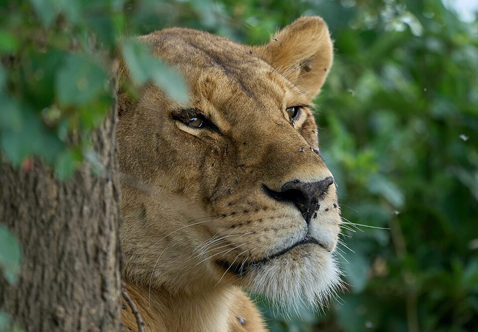 Tanzania Safari Trip