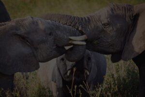 Tanzania Tours and Safaris