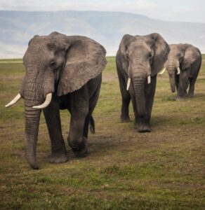 4 Days Serengeti National Park & Ngorongoro Crater