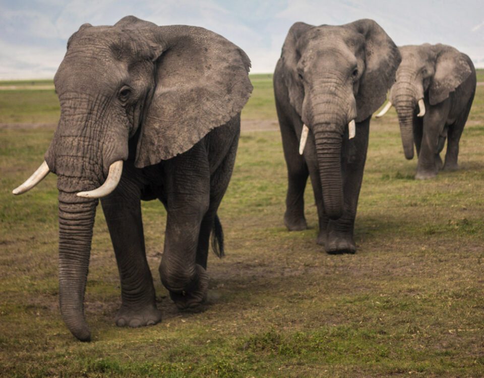 4 Days Serengeti National Park & Ngorongoro Crater