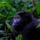Uganda Safari Tours