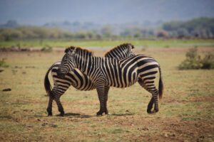 1 Day Arusha National Park Safari Tanzania