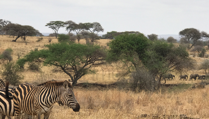 12 Days Kenya Safari Wildlife Tour Itinerary
