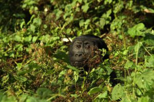 3 days Gorilla Trekking Uganda Safari