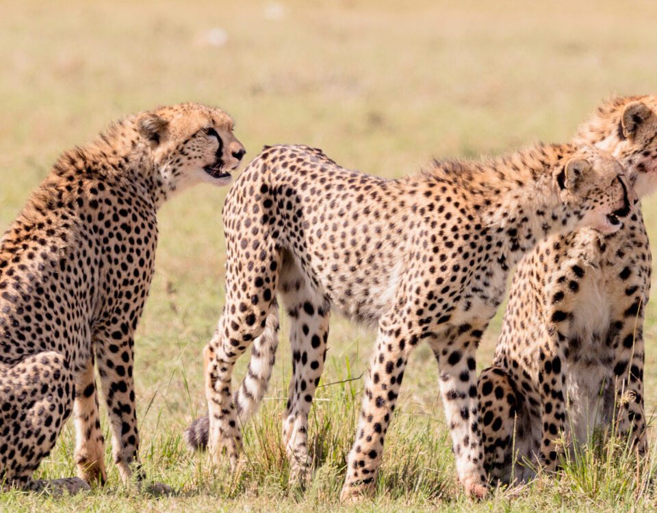 3 Days Maasai Mara Safari in Kenya