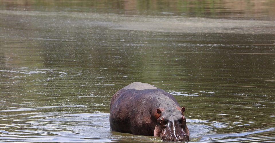 4 Days Kenya safari tour