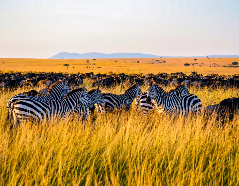 Tanzania Safari Trip
