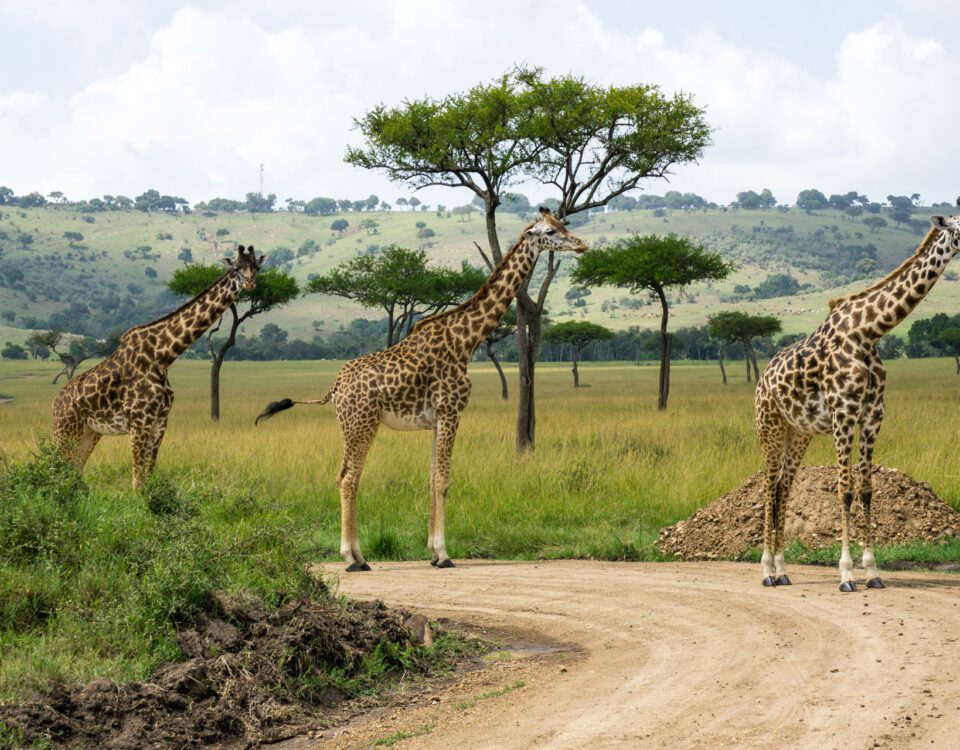 6 Days Kenya Safari Tour Itinerary