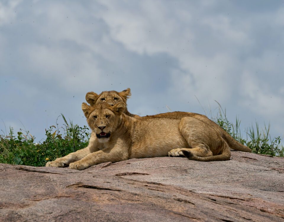 6 Days Tanzania Safari