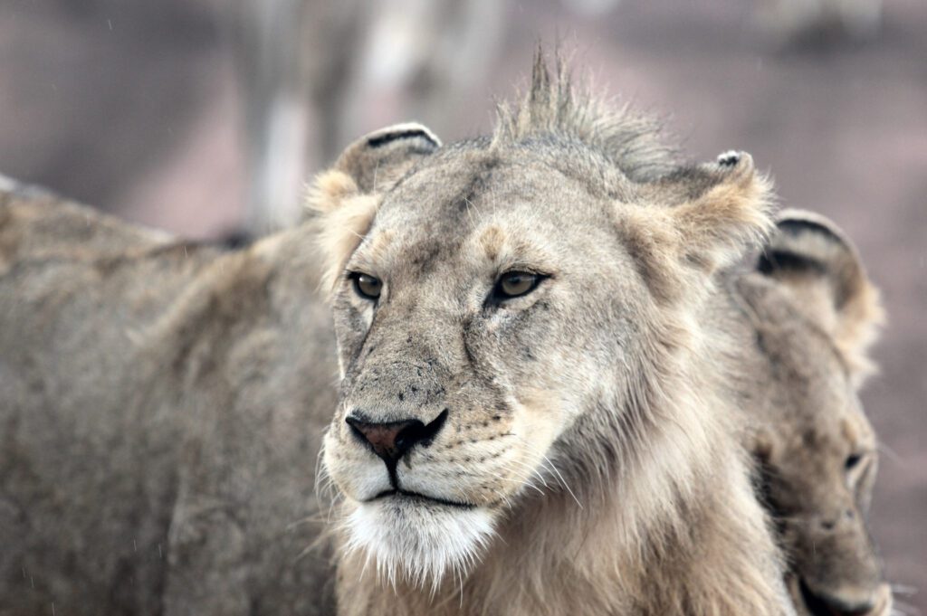 East Africa Safaris