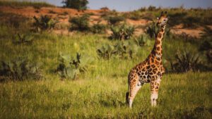 8 Days Uganda safari