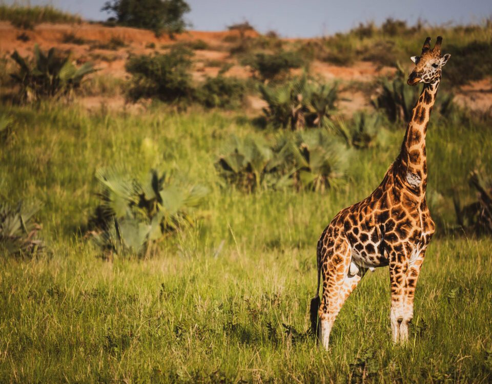 8 Days Uganda safari