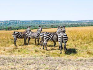14 Days Rwanda Safari
