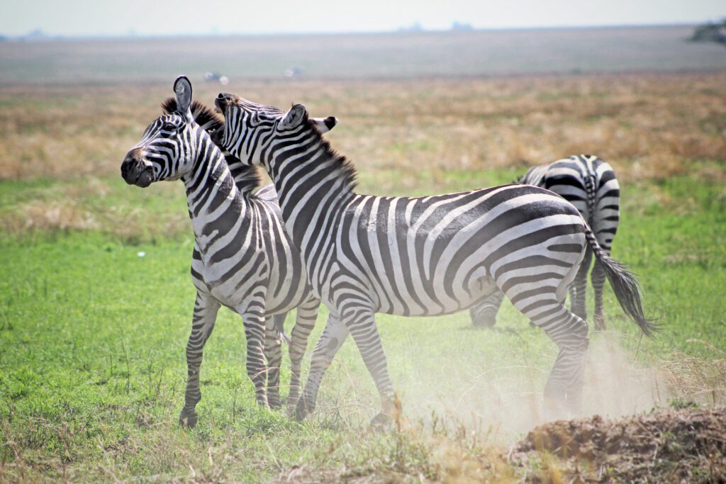 2 Days Serengeti Safari Tanzania Trip, Masai People, Wildlife Viewing, Tanzania Safari Serengeti National Park