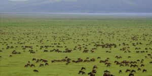 East Africa Safari Destination