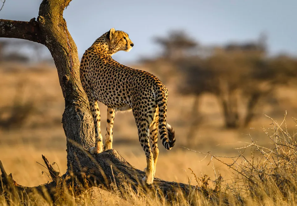 Tanzania Safari Tour