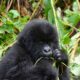 5 Days Uganda Safari