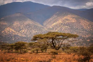 Tanzania Safari Travel Tips