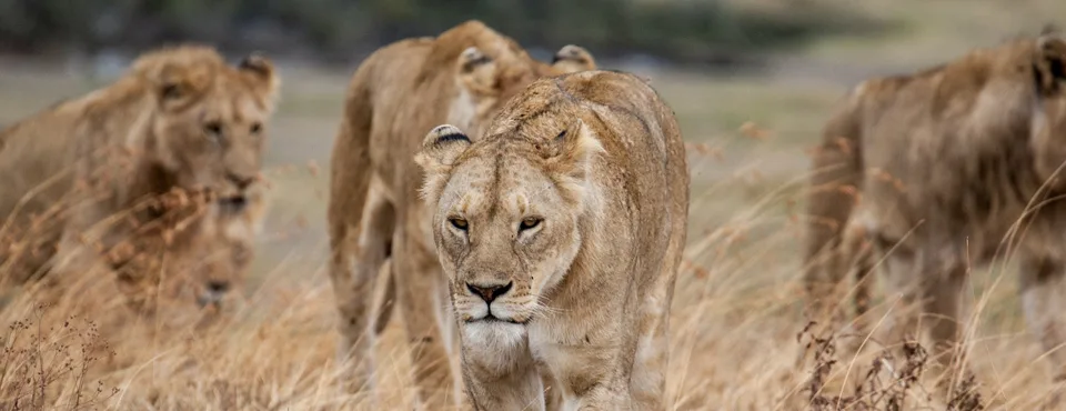 Tanzania Safaris