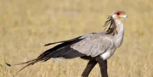 Tanzania Birding Tours