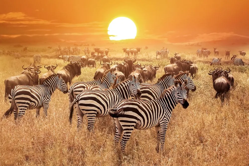Tanzania Tours, Tanzania tour trips