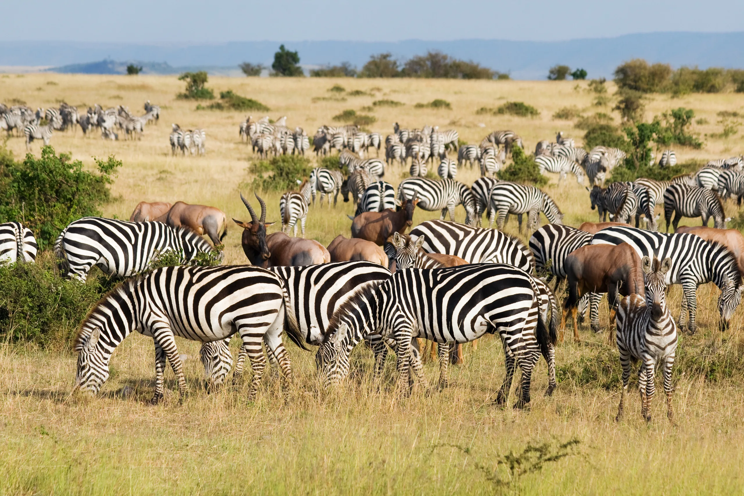 Kenya and Tanzania Safaris