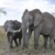 Attractions in Tanzania