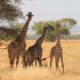 Serengeti national park