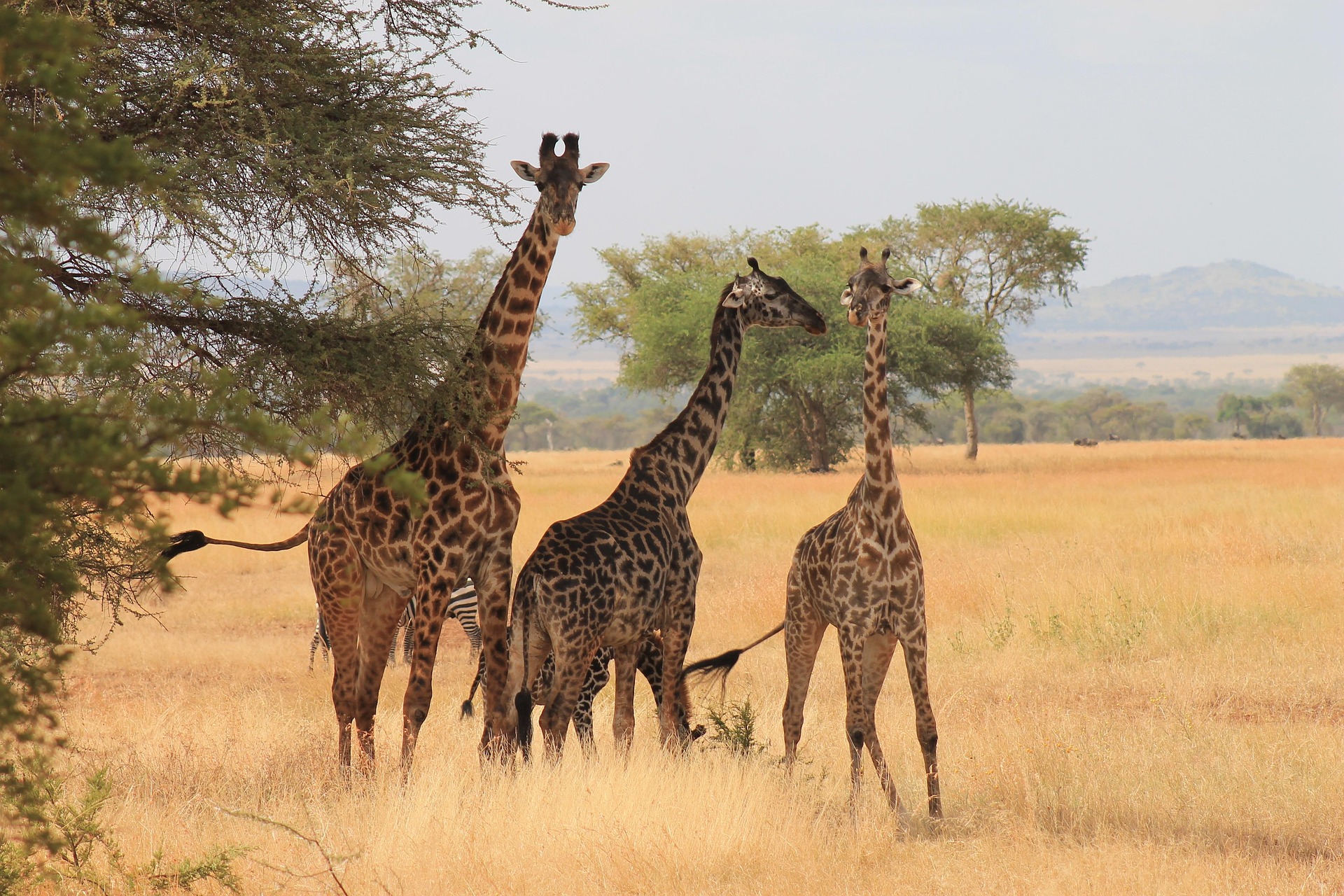 Tanzania Travel Guide