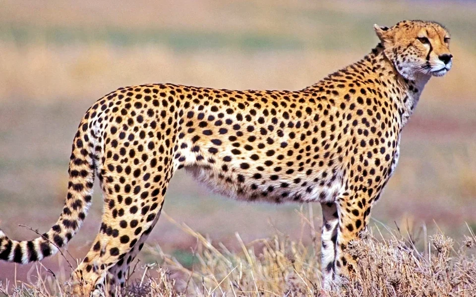 Nyerere National Park