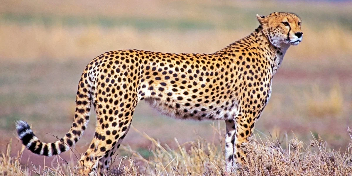 Nyerere National Park Tanzania