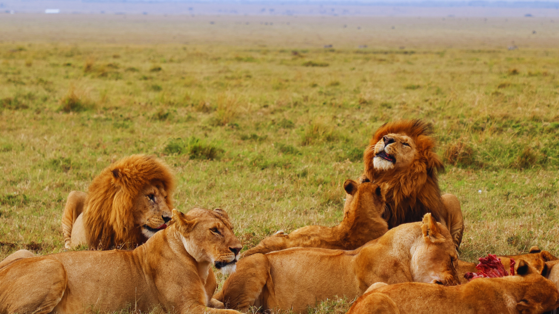 Great Migration Safaris in Tanzania