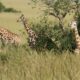Wildlife in Uganda