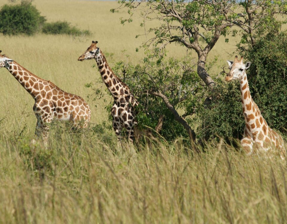 Wildlife in Uganda