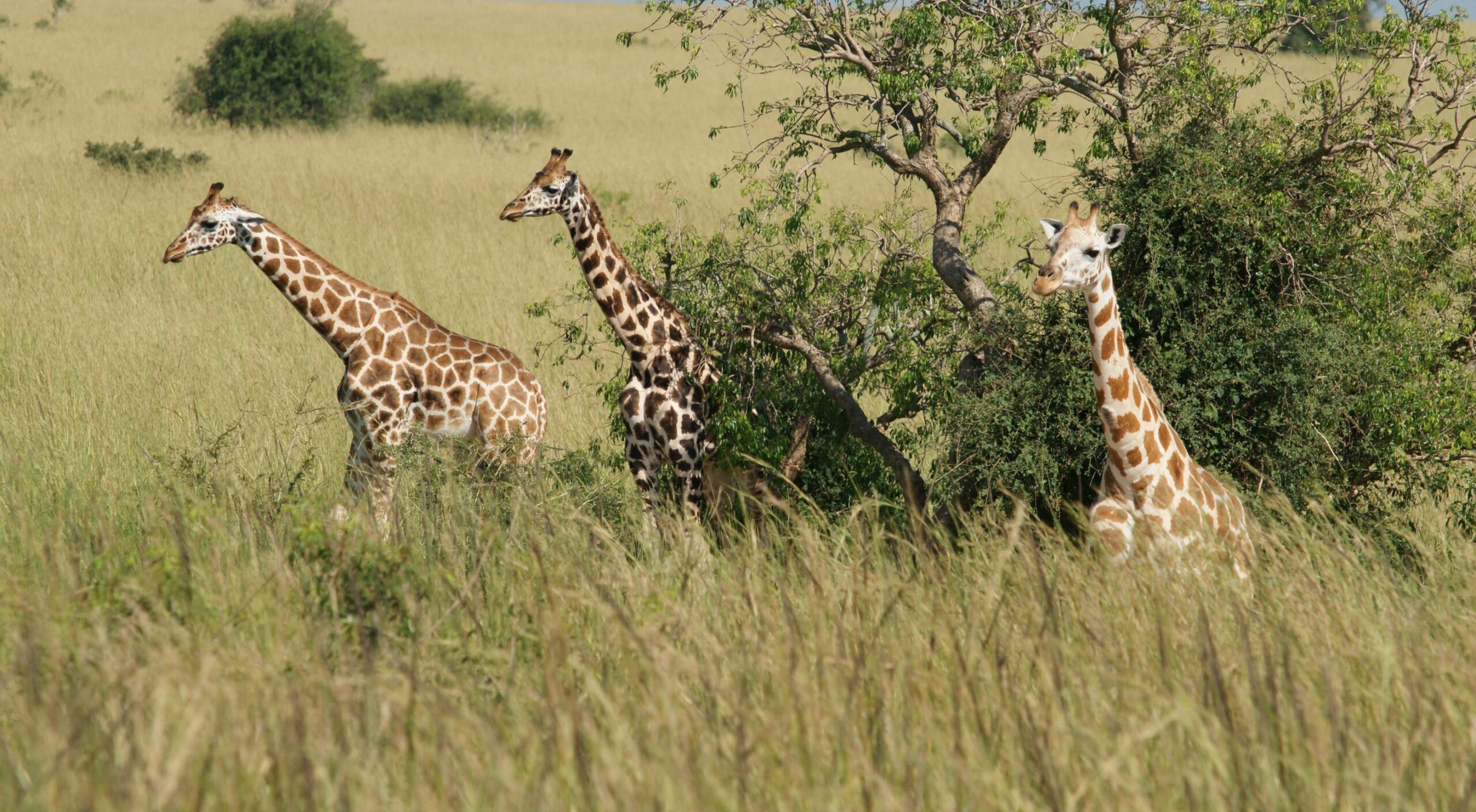 Murchison Falls National Park Uganda