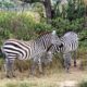 Mount Longonot NP wildlife