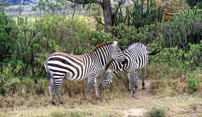 Mount Longonot National Park Kenya