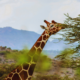 Luxury African Safari Tanzania