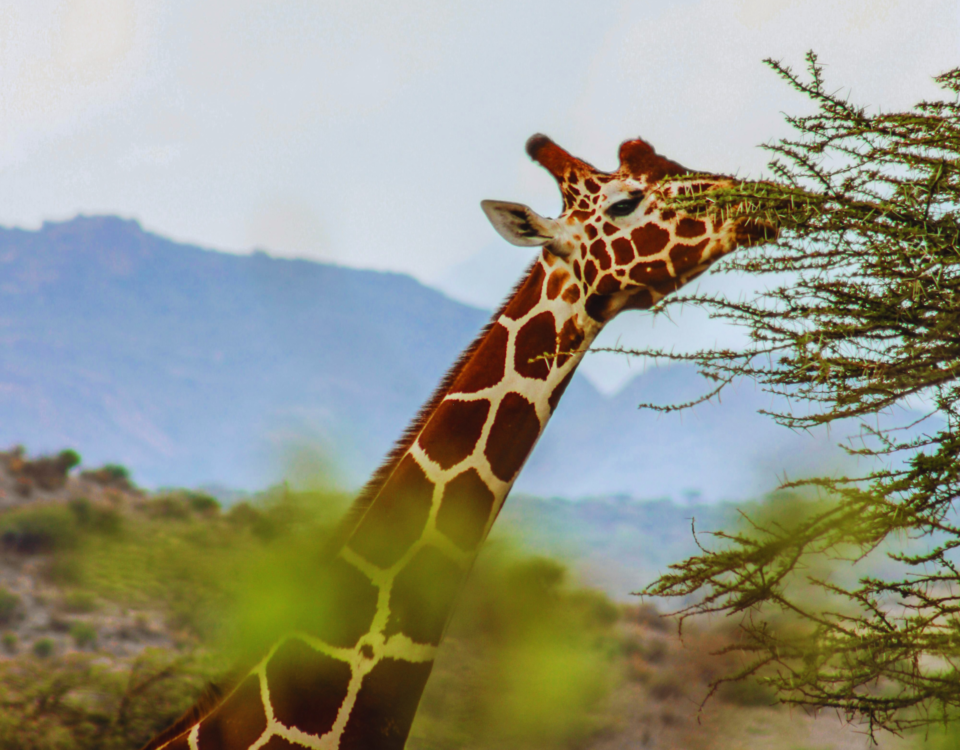 Luxury African Safari Tanzania
