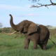 African Safari Tours Tanzania