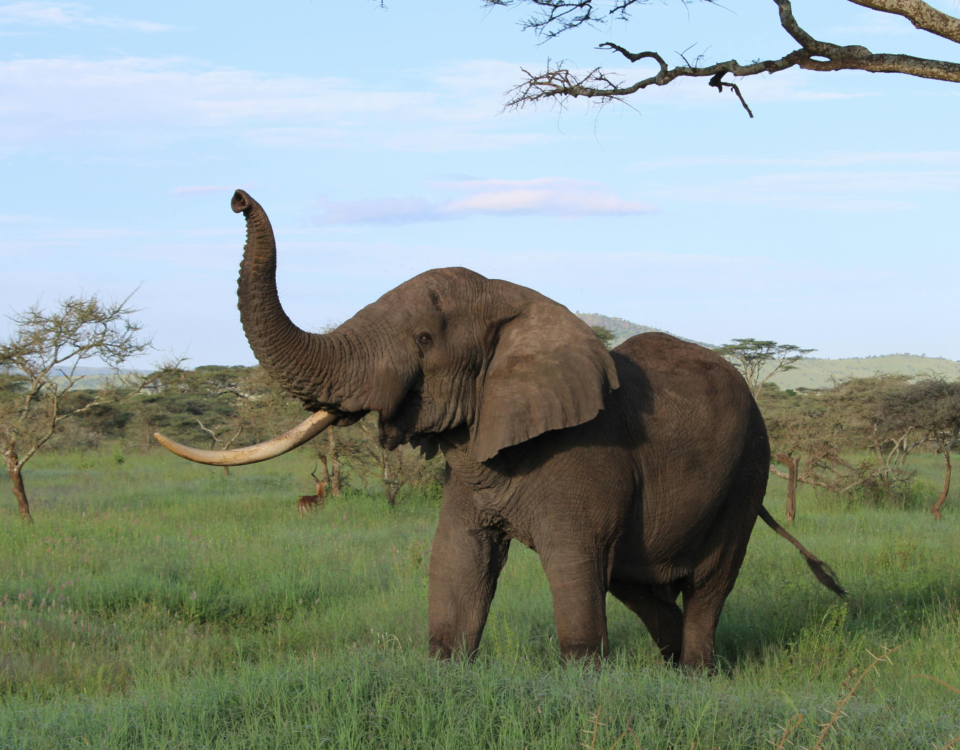 African Safari Tours Tanzania
