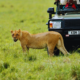 Safari in Tanzania Africa
