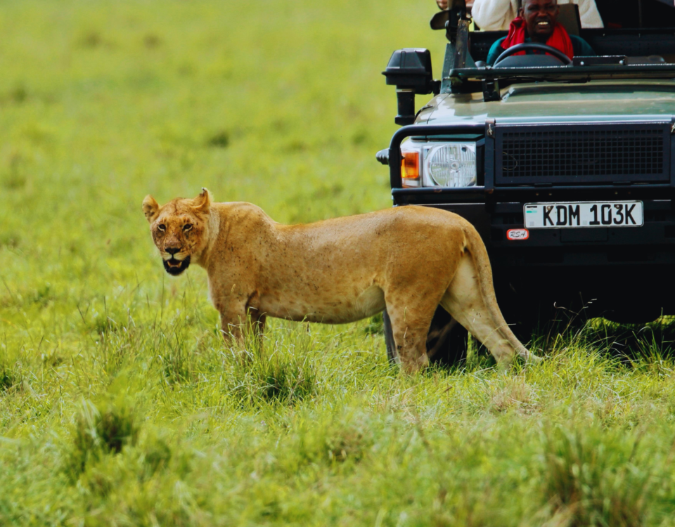 Safari in Tanzania Africa