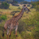 Luxury African Safari Tanzania