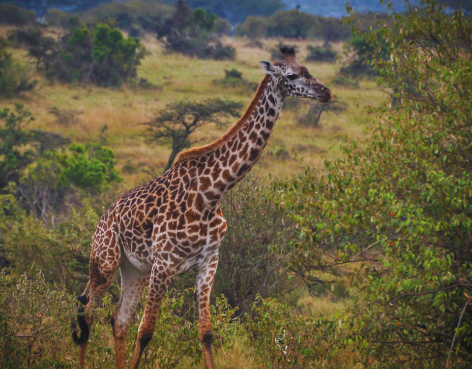 Luxury African Safari Tanzania