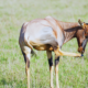 Tanzania safaris & tours
