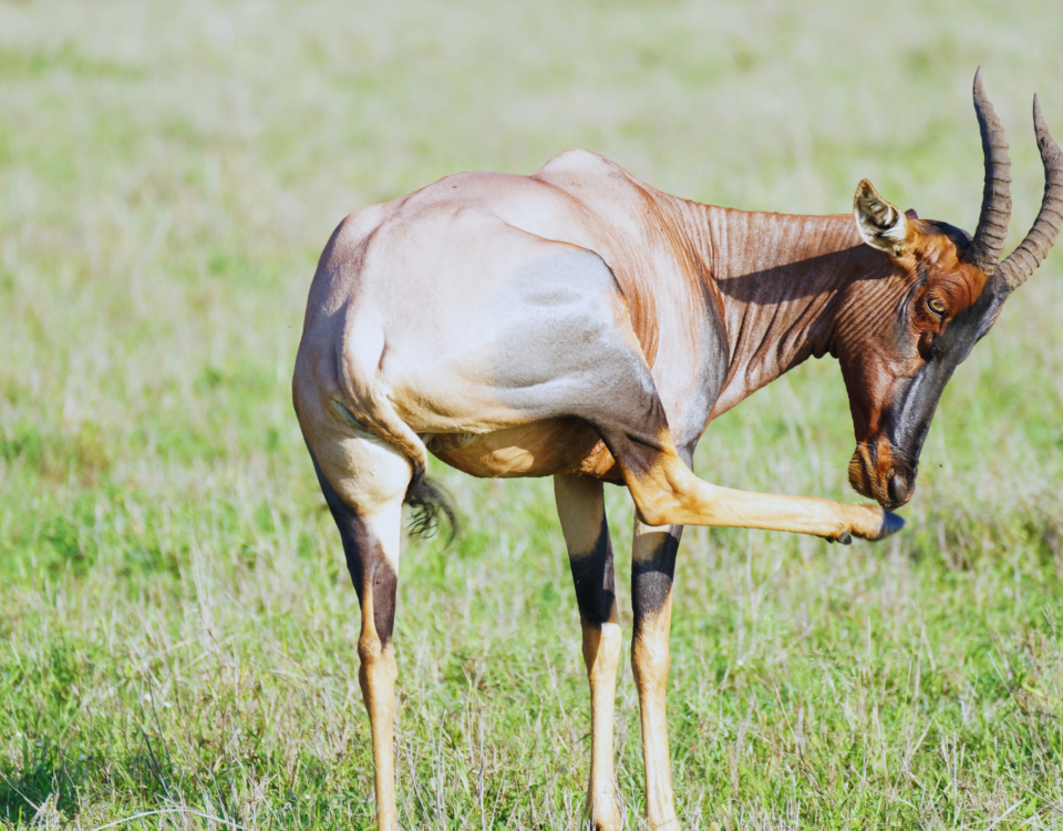 Tanzania safaris & tours